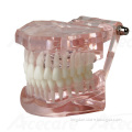 Dental Natural Size Model (FH) AC-P36